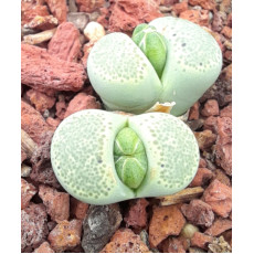 Green Sandpoort - Seed